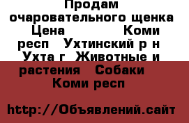 Продам очаровательного щенка › Цена ­ 20 000 - Коми респ., Ухтинский р-н, Ухта г. Животные и растения » Собаки   . Коми респ.